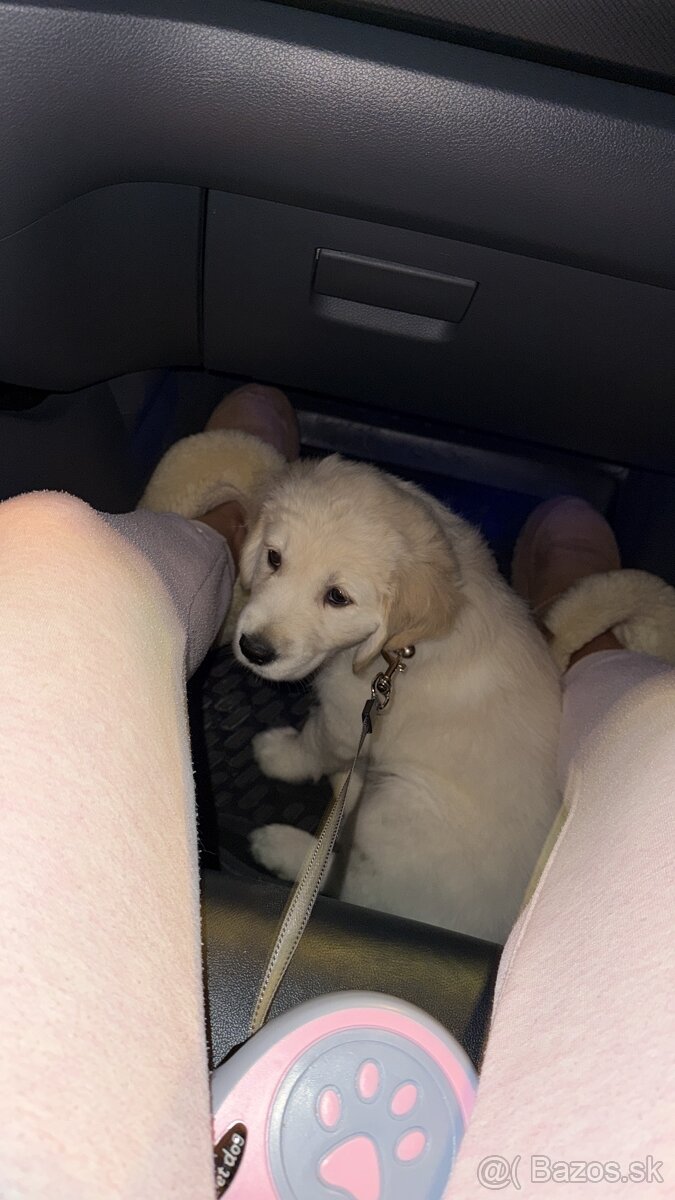 Zlatý retriever - 4