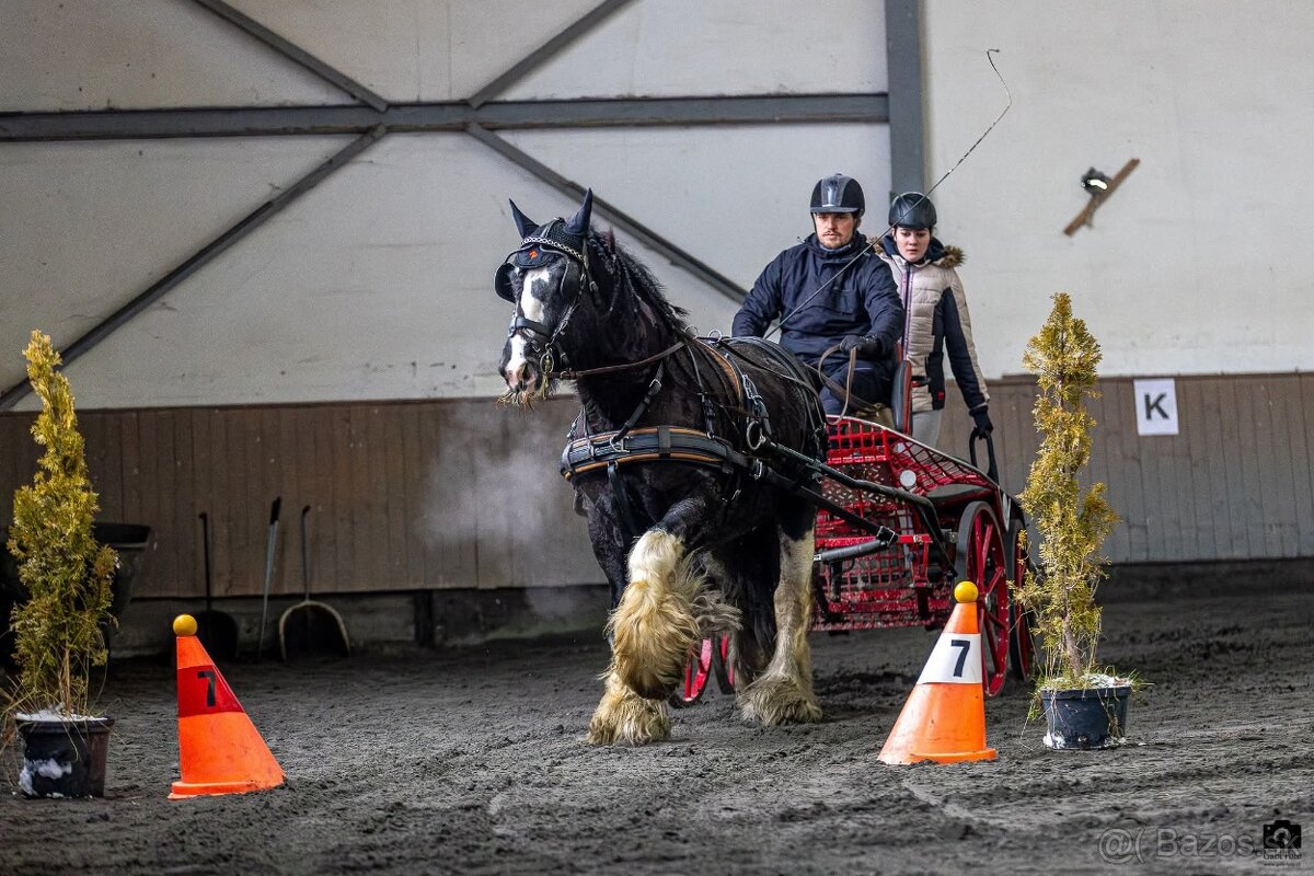 Pripúšťanie Írsky Cob - 4