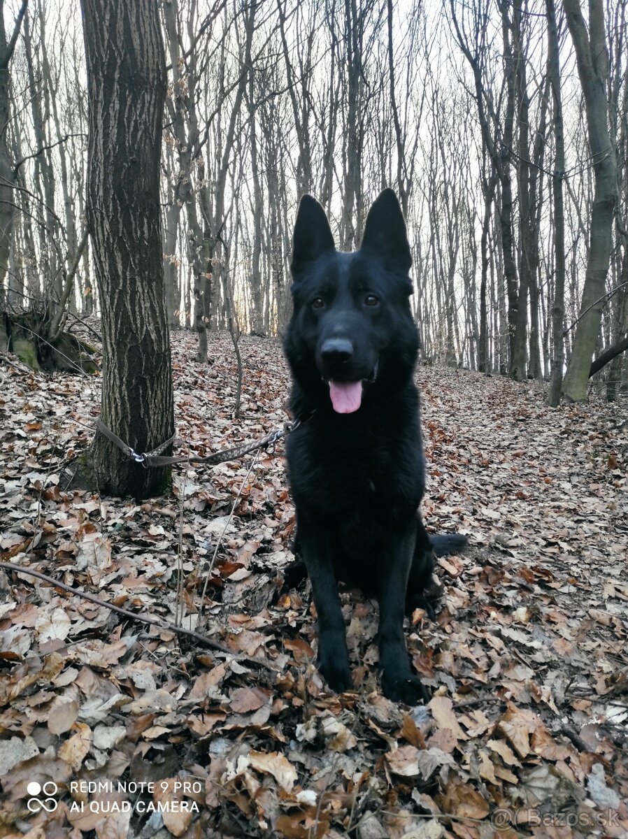 Nemecký ovčiak - 4