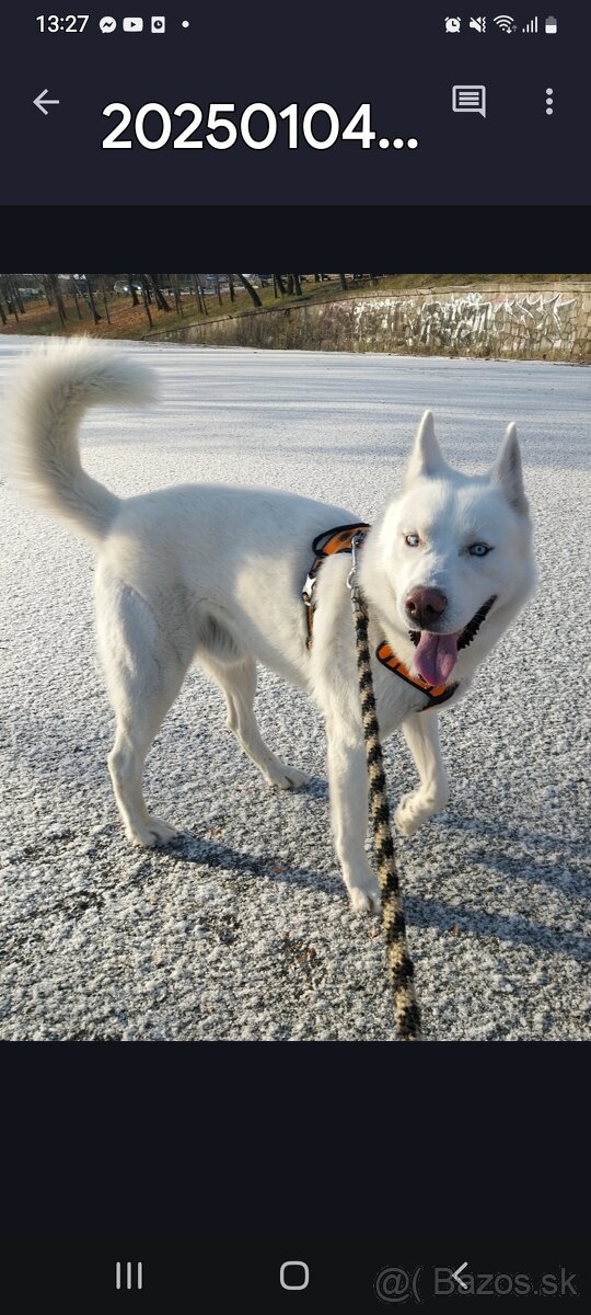 Sibírsky Husky na krytie - 4
