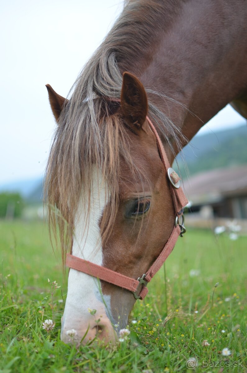 LUKA - welsh x arab - 4