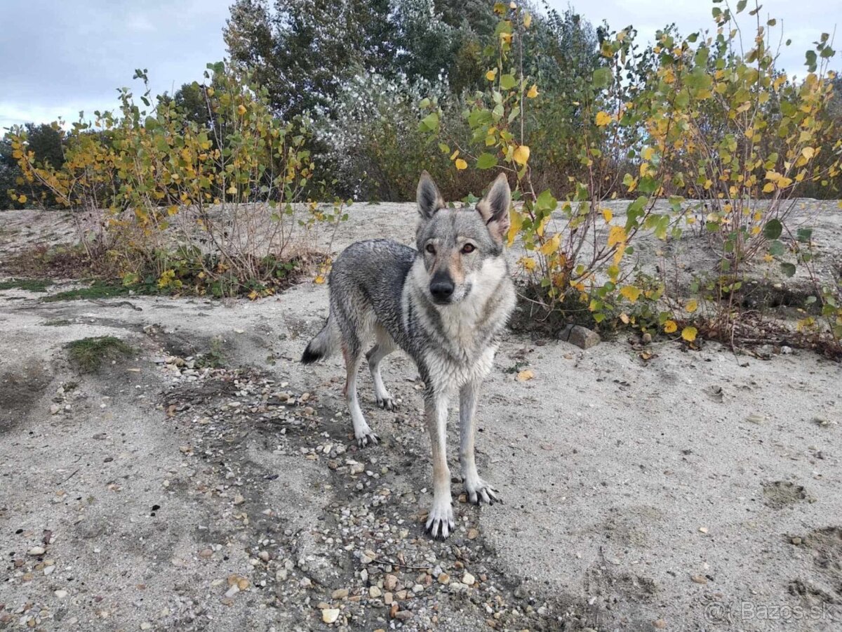 Československý vlčiak šteniatka s PP - 4