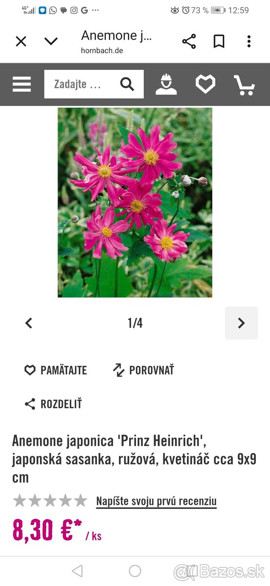 Jesenná veternica dlhokvitnúca, nenáročná - 4