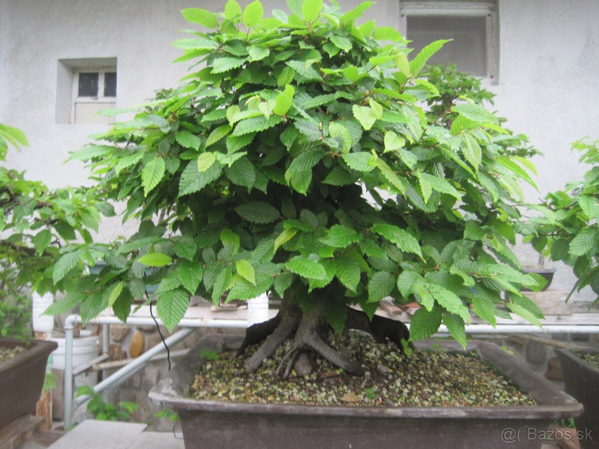 bonsai,bonsaj-hrab 12 - 4