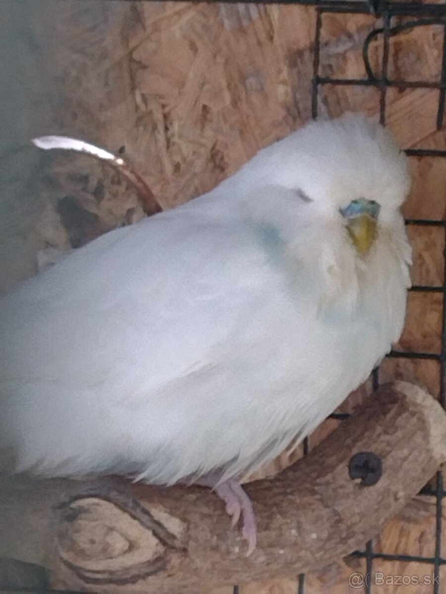 Výstavné andulky - 4