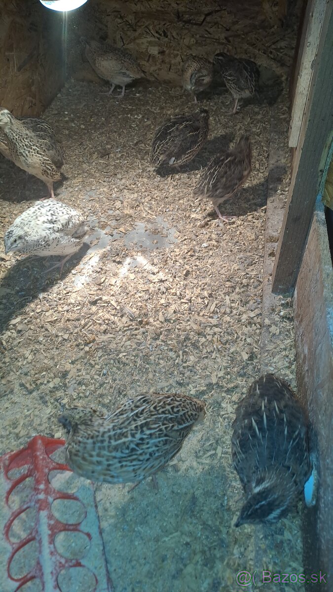 Kohuty Faraon Jumbo - 4