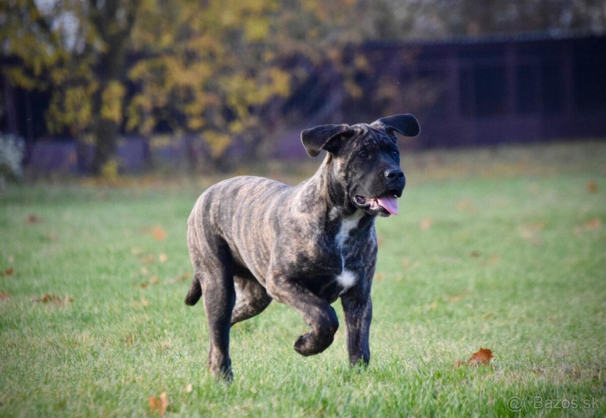 Cane Corso s PP - 4