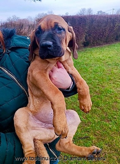 Tosa inu - krásný, veselý pejsek s pp - 4