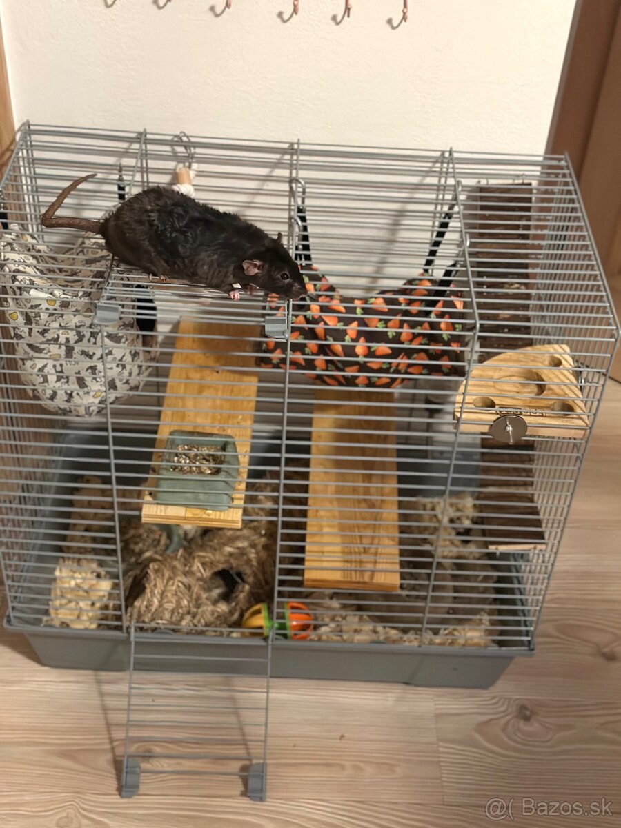 darujem potkany - 4