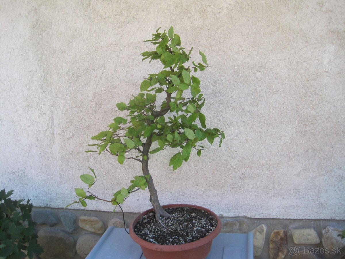 bonsai,bonsaj-hrab 4 - 4