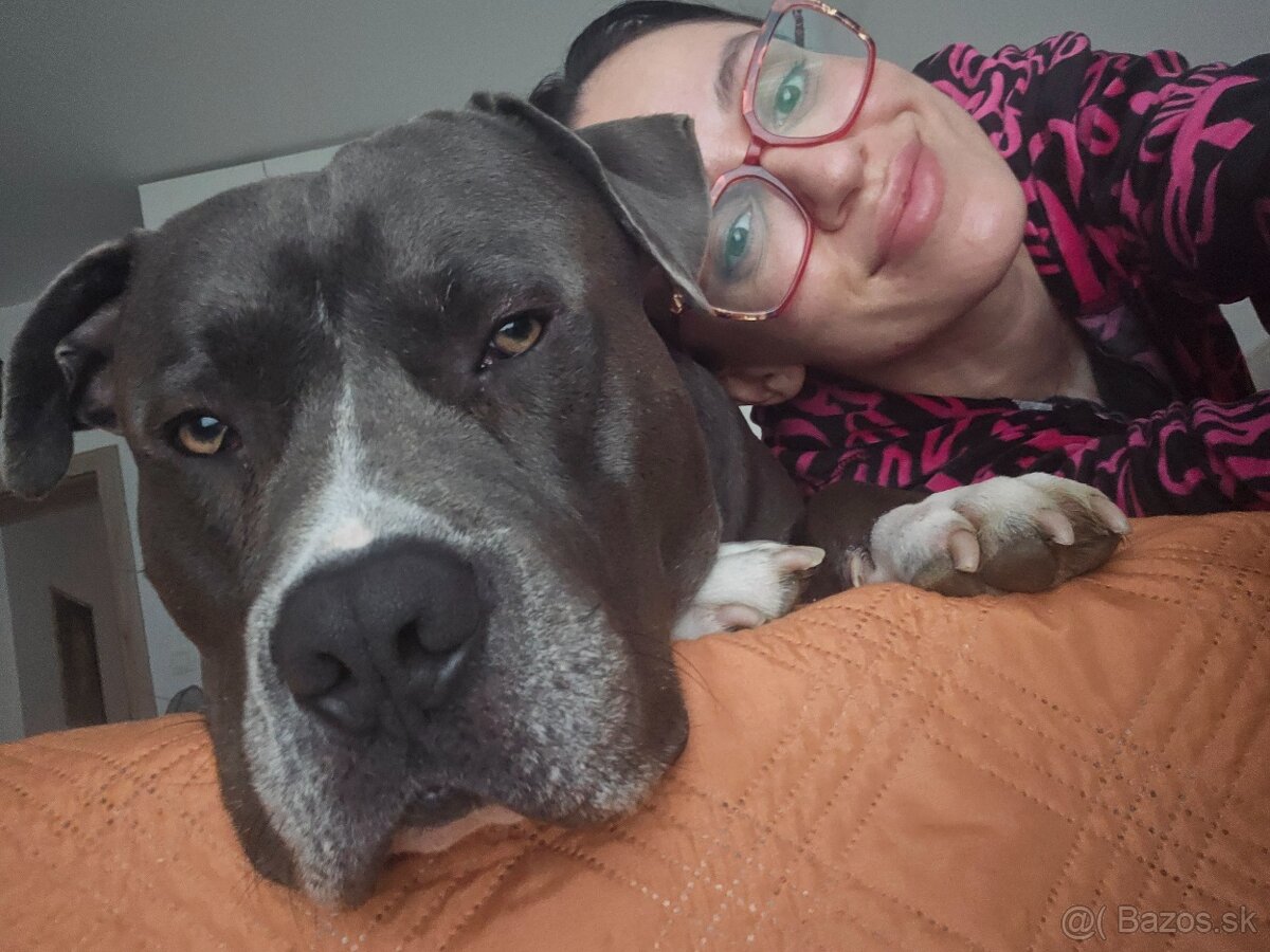 Krytie - Americky Stafordsirsky terier - 4