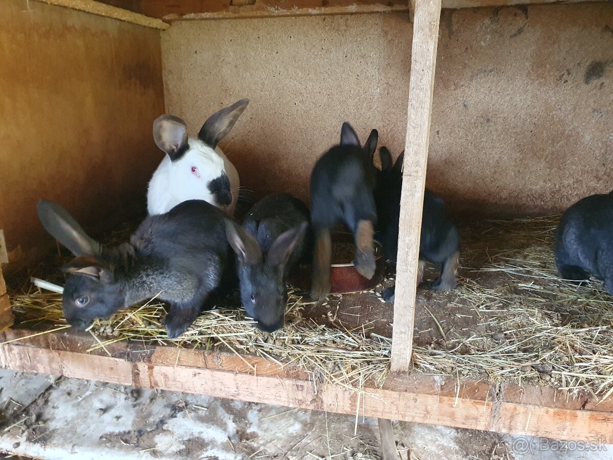 10 týždňové králiky - 4