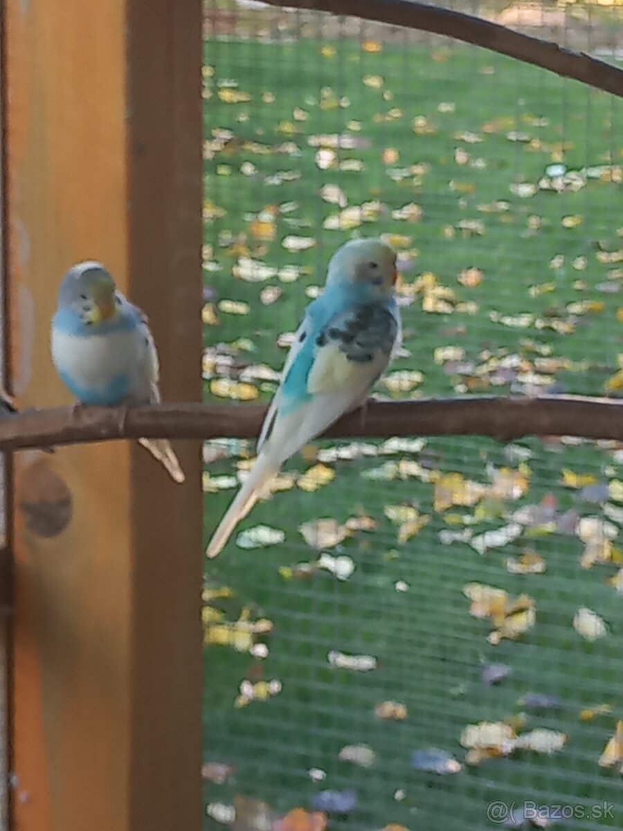 Andulka - Papagájec vlnkovaný - 4