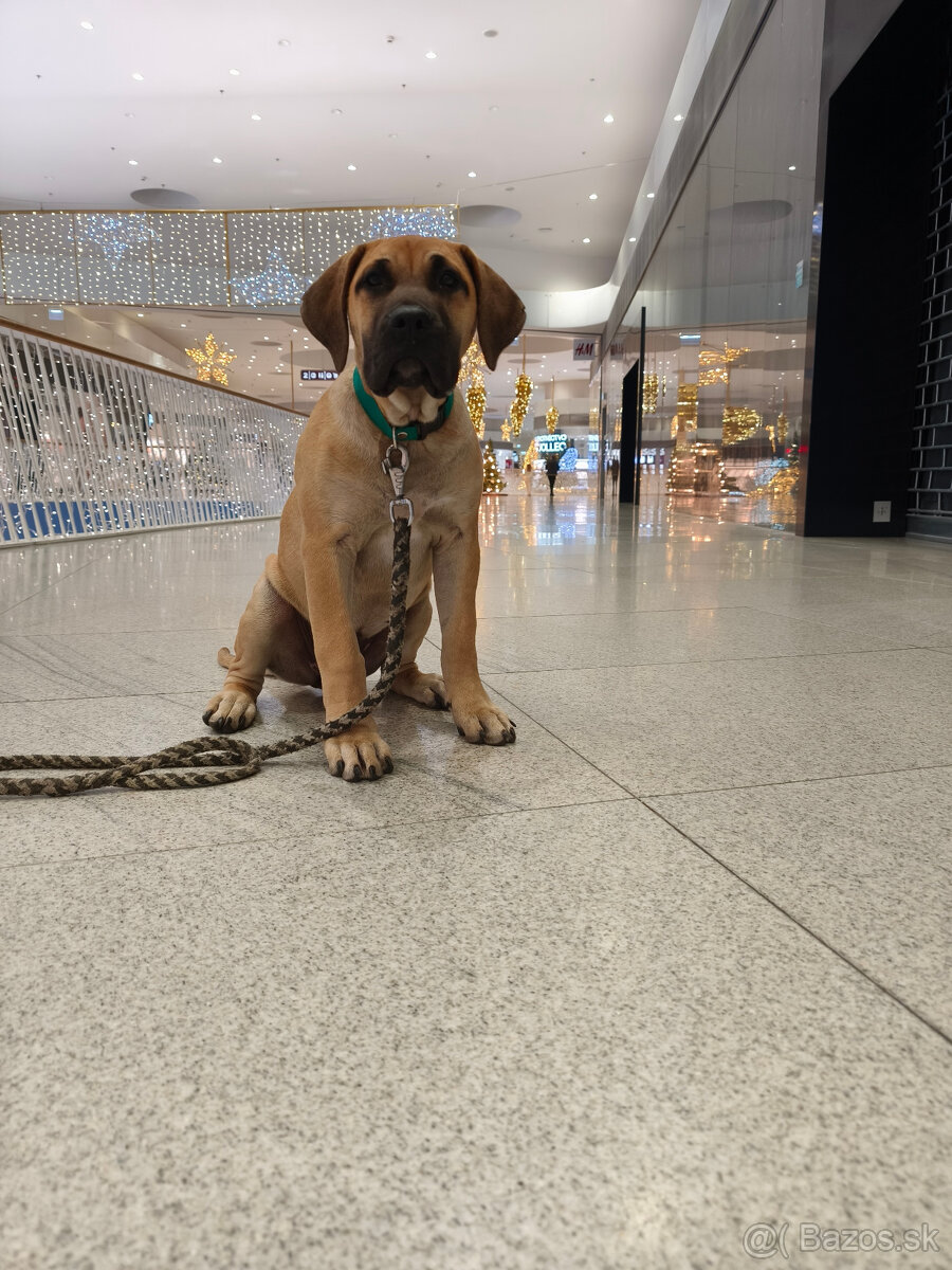 Krásna fenecka Kanárska Doga / Presa Canario s PP - 4