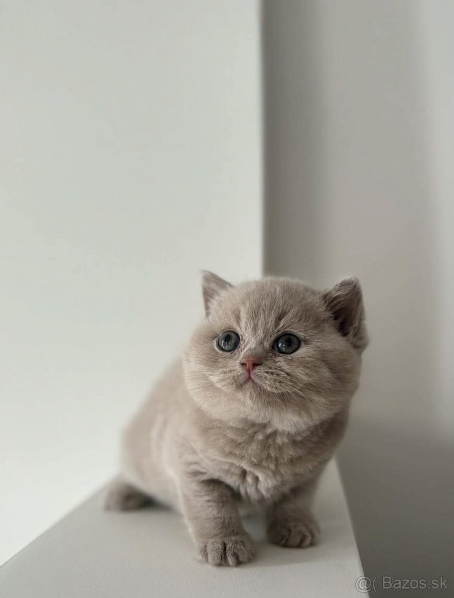 Britské mačiatka s PP - 4