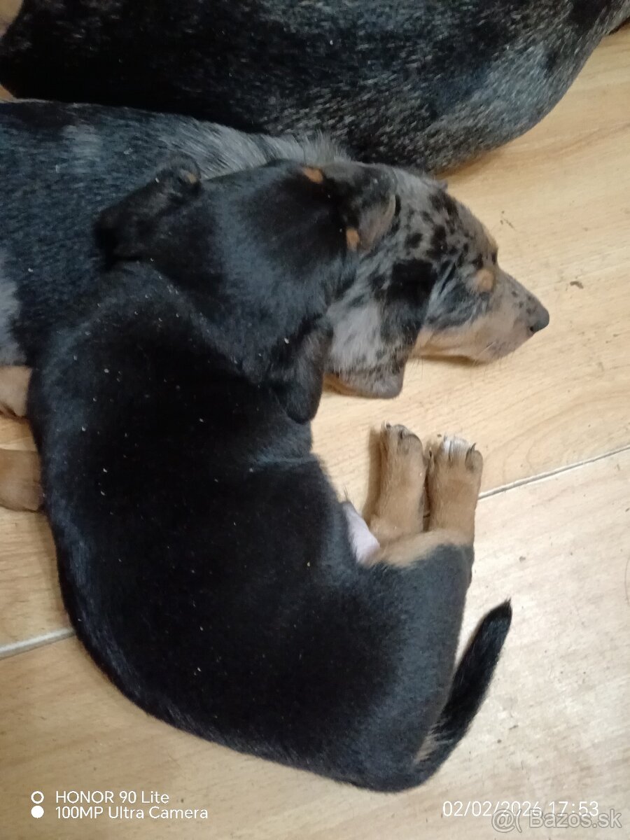 Predám - jazvečík - 4