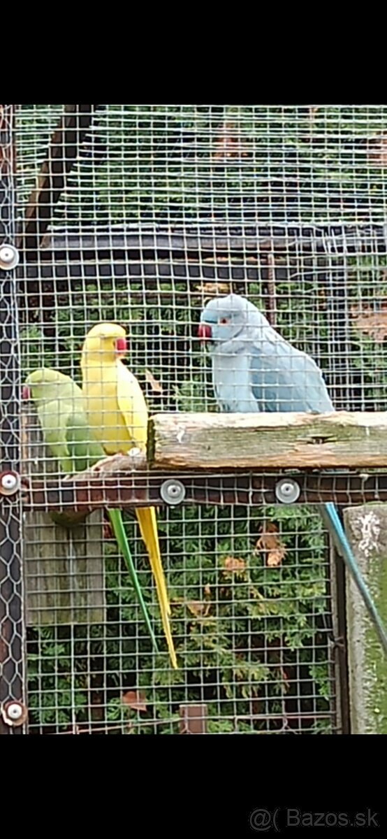 Alexander Malý, - 4