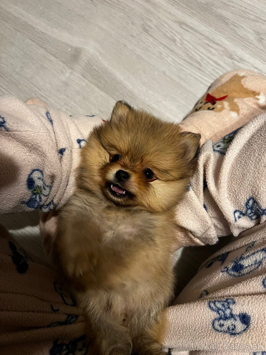 Pomeranian mini - 4