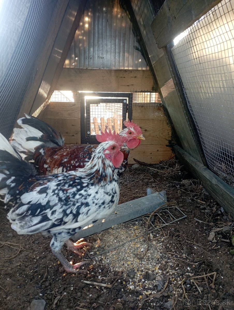 Kohútikovia liliputky - 4