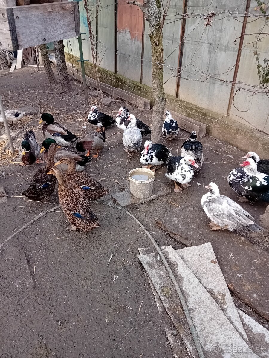 Predám mladé kačice - 4