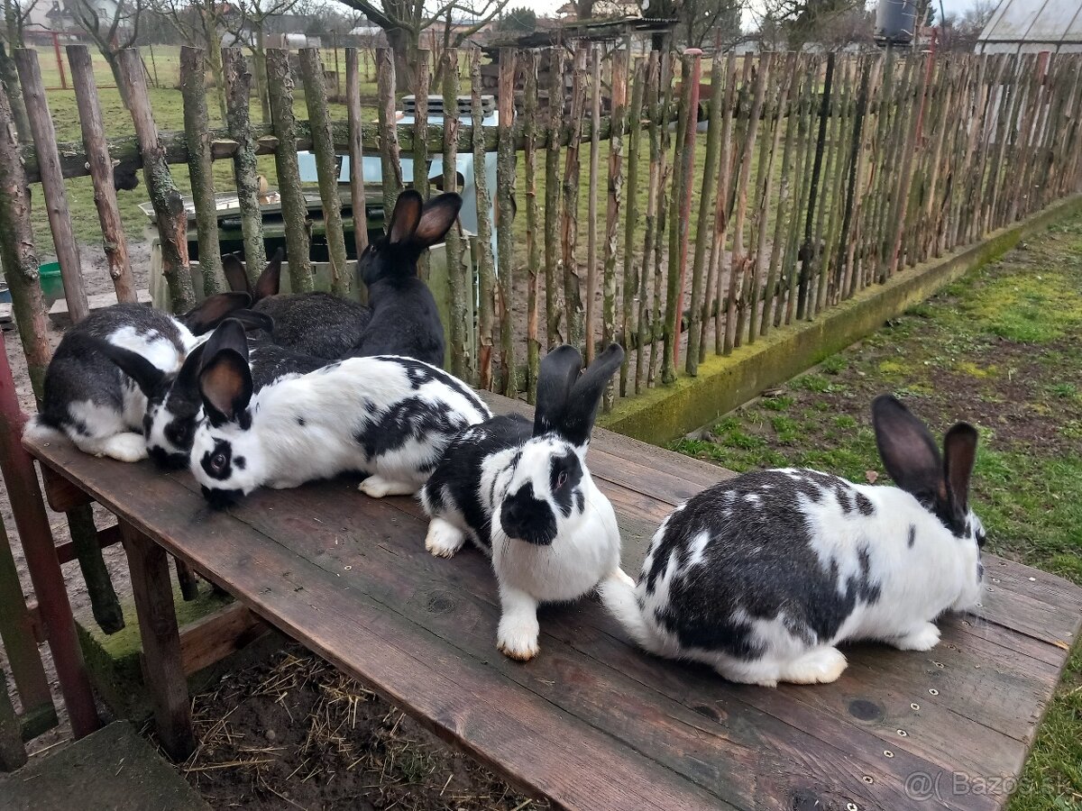 Predám králiky . - 4