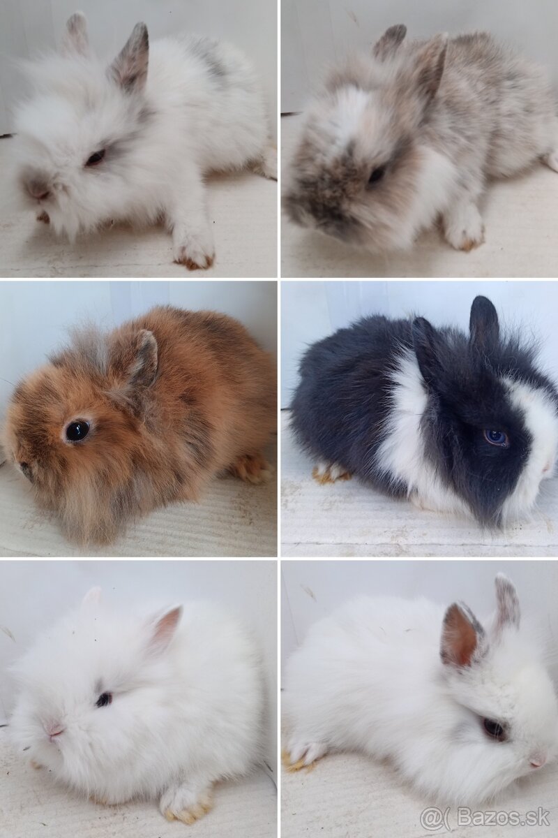Zdrobnelý zakrslý králik - 4