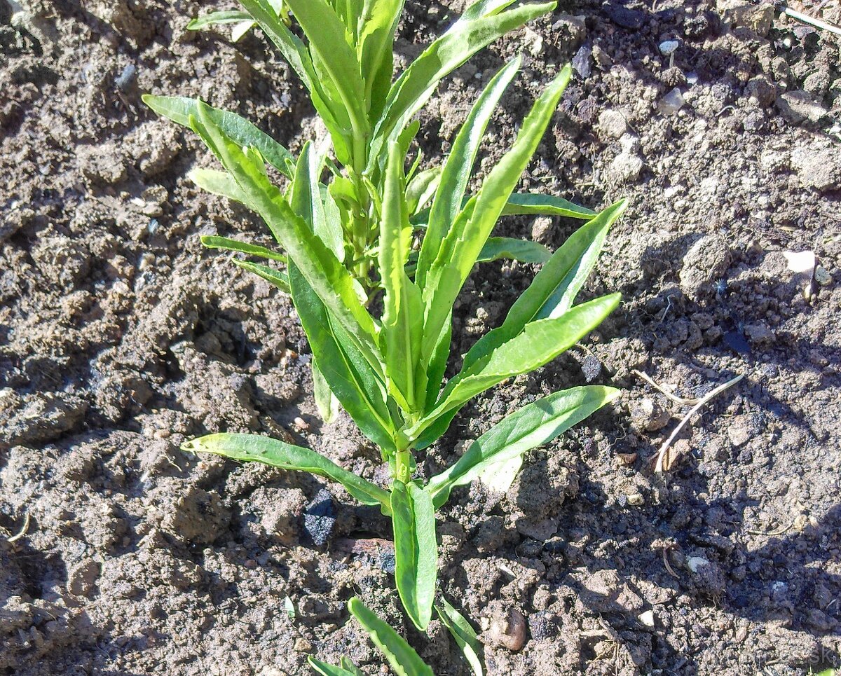 Fizostérga viržínska - 4