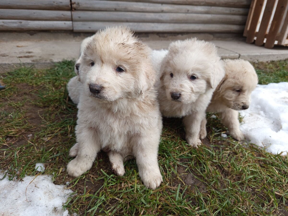 SLOVENSKÝ ČUVAČ - 4