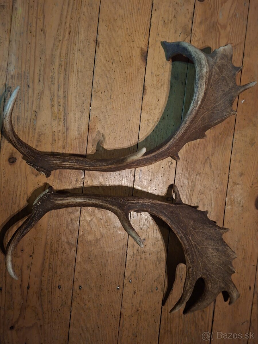 Danielie zhody.parohy.parozie.paroh - 4