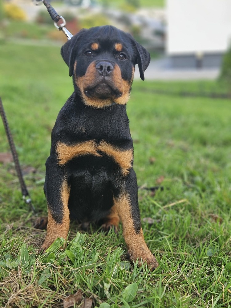 šteniatka rotvajlera - 4