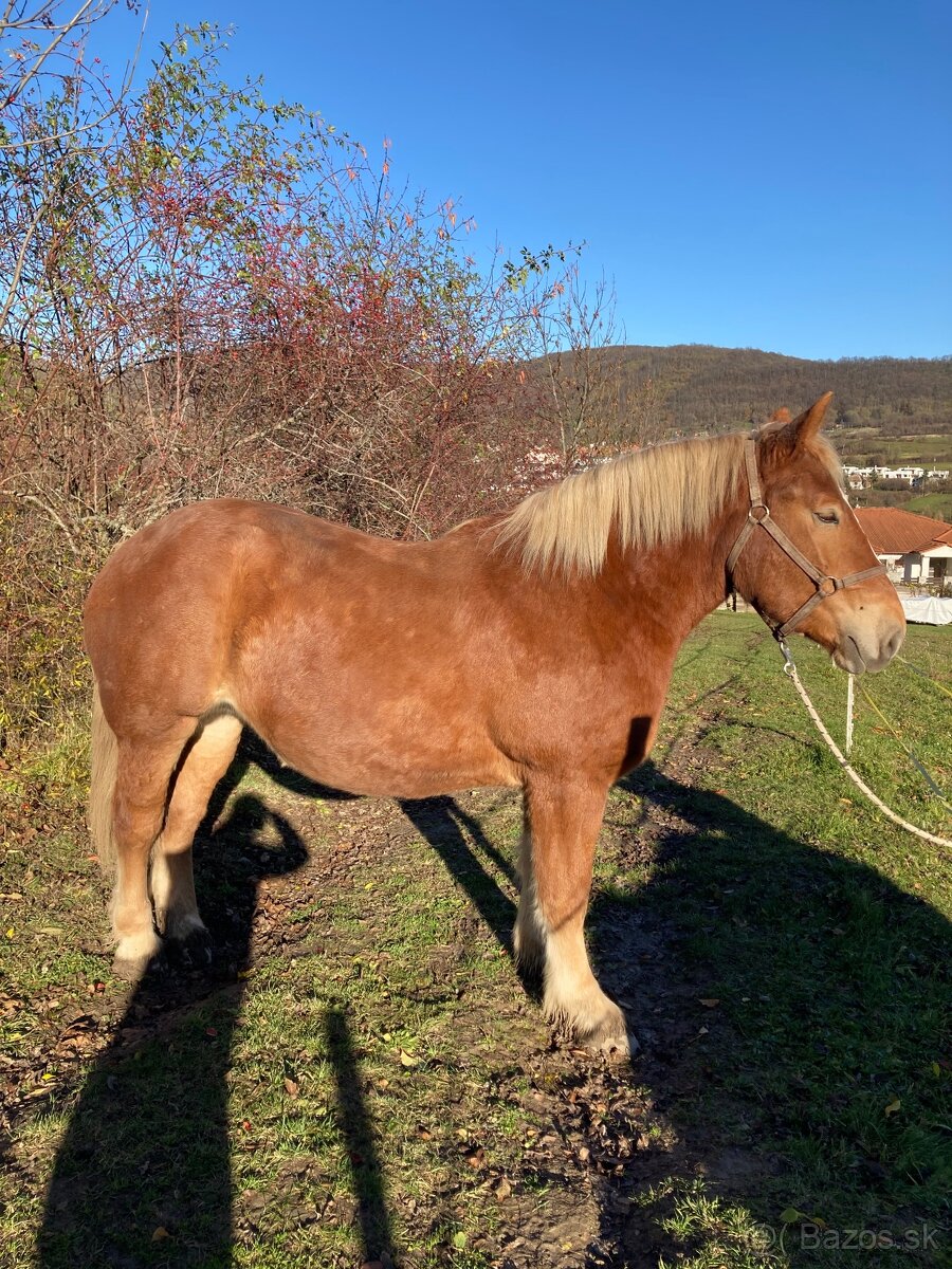 Predám kobylu - 4