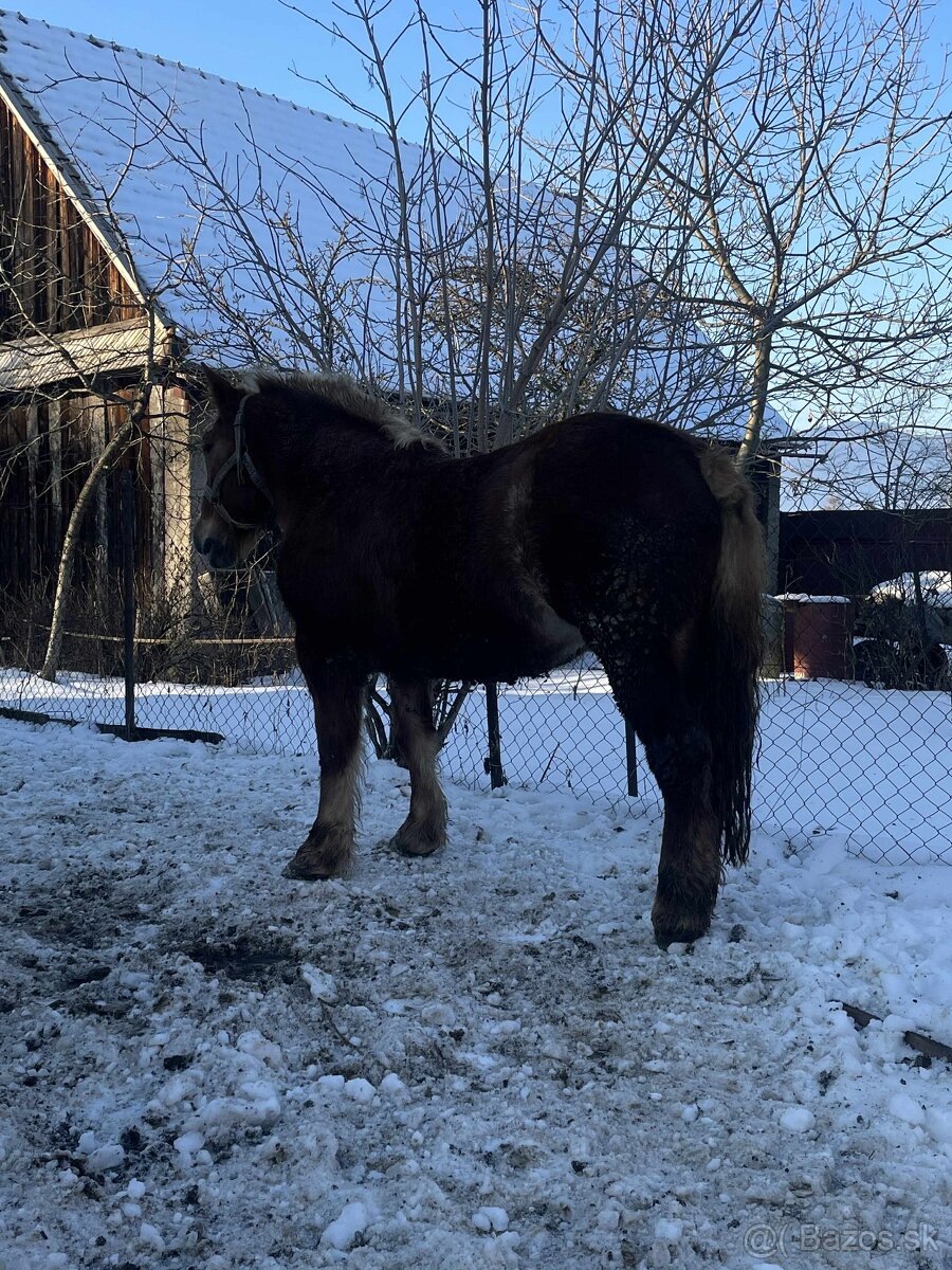 Predám ťažnú kobylu - 4
