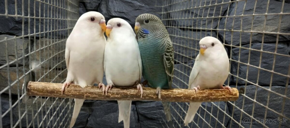 BLACKFACE andulky - 4