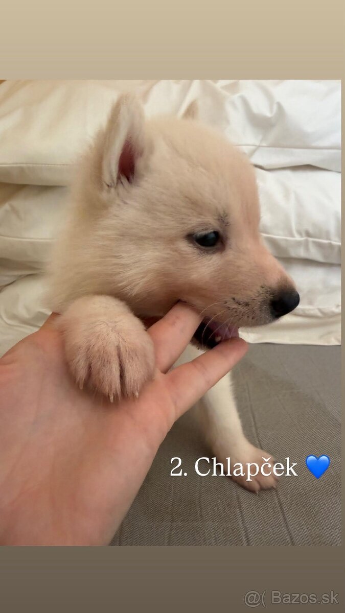 Predám šteniatka sibírsky husky biely - 4