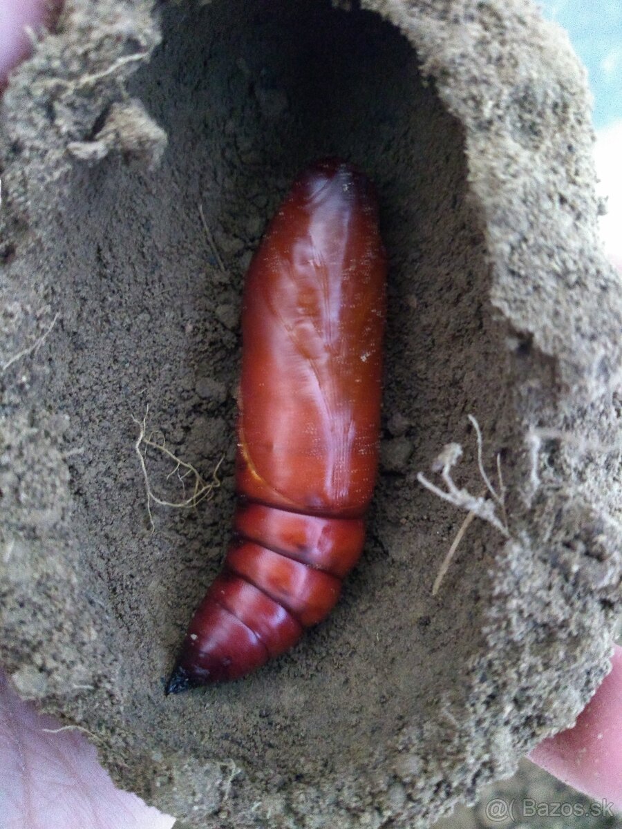 Acherontia atropos - 4