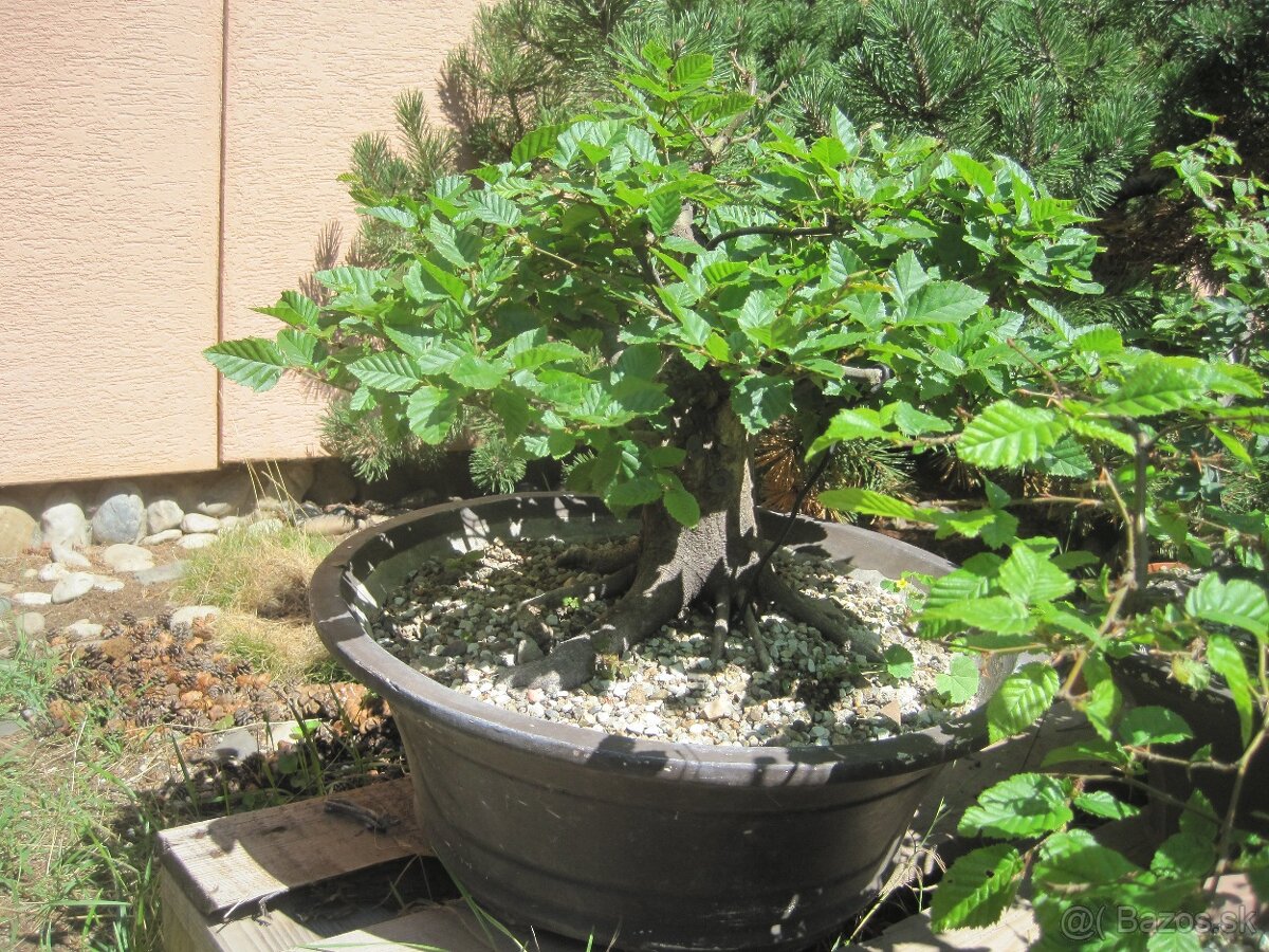 bonsai,bonsaj-hrab 16 - 4