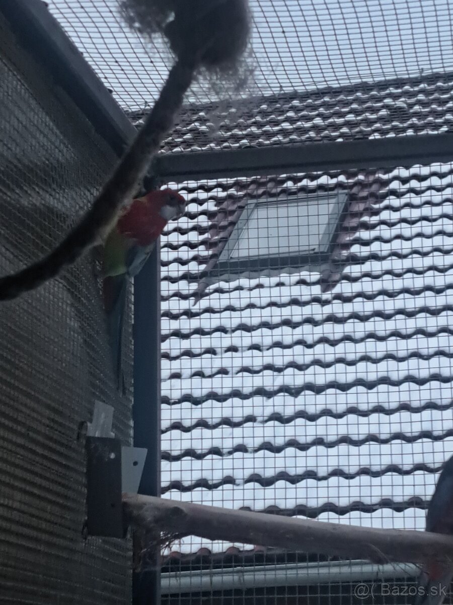 Predám  rozelu stepitelnu na cierne - 4