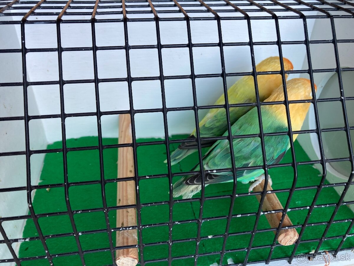 Agapornis fischeri - 4