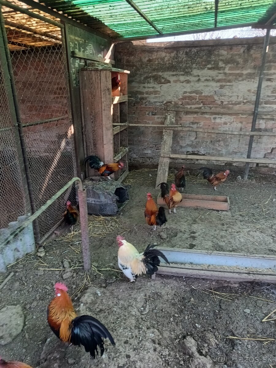 Predám Liliputky - 4