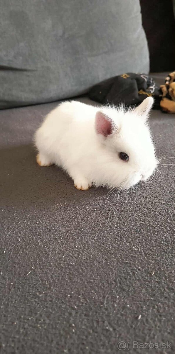 Zakrslý zajačik - 4