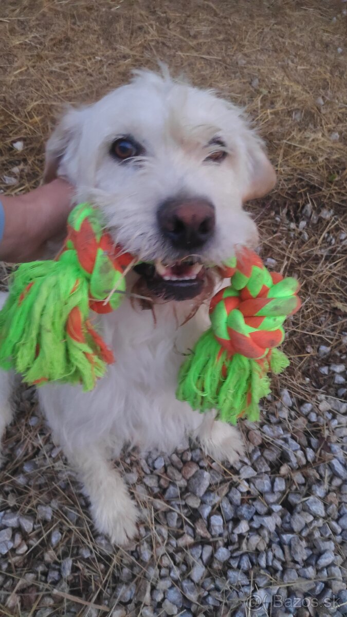 Darujem psíka - 4