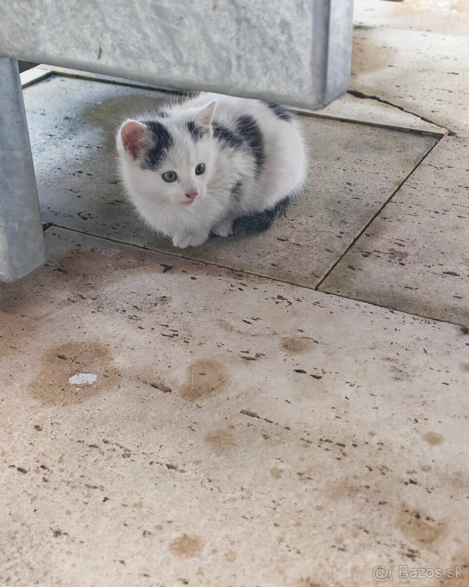 Mačiatka - 4