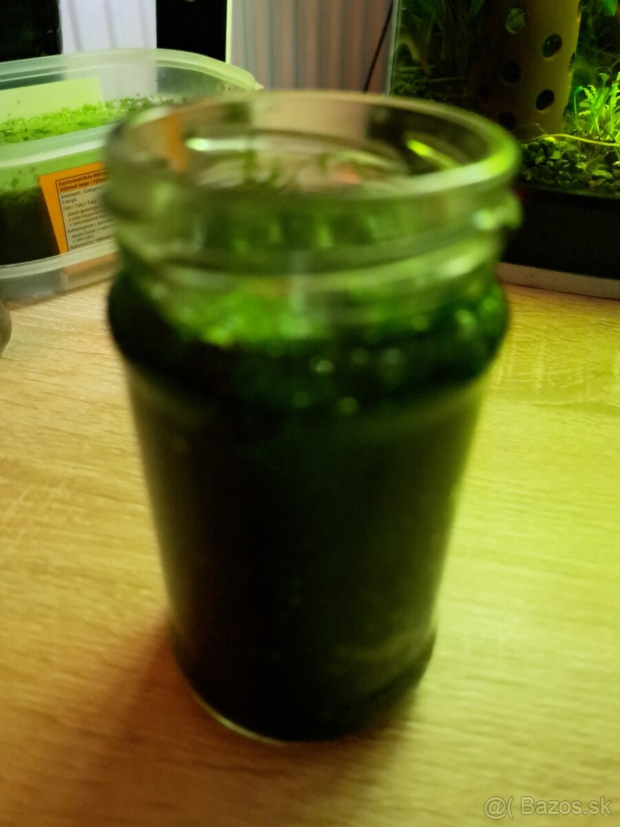 Plávajúce rastliny a mach - 4