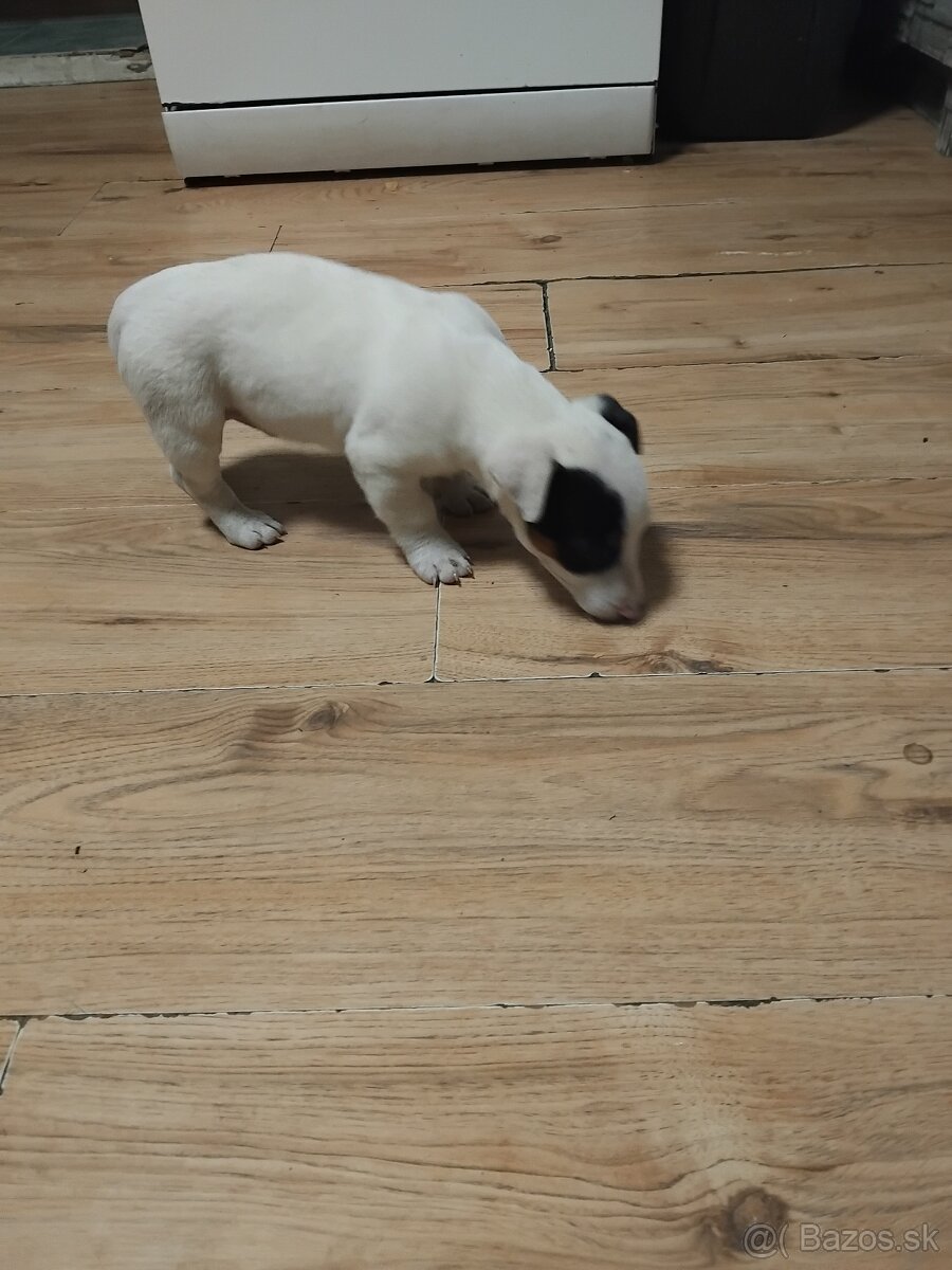 Predám šteňatá Jack Russel Terier - 4
