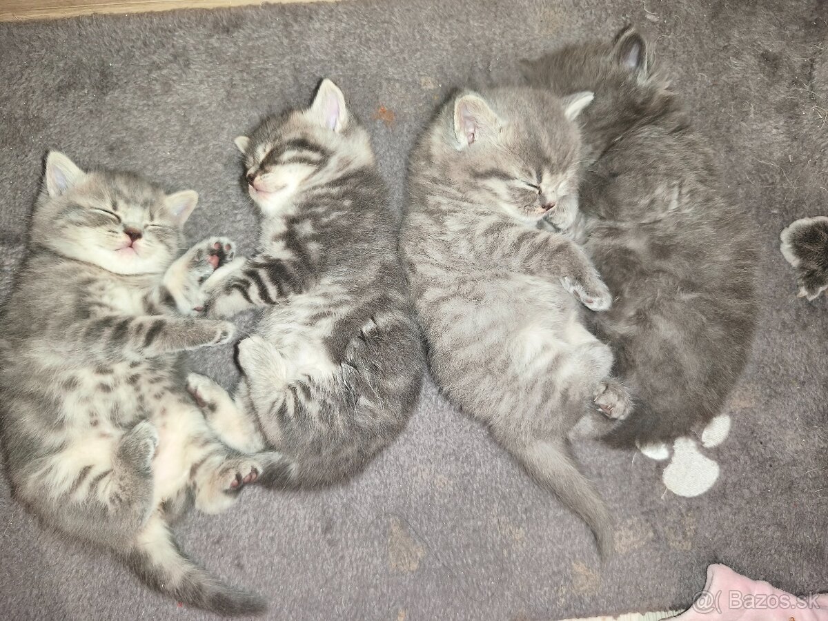 Kocúrik na krytie - 4