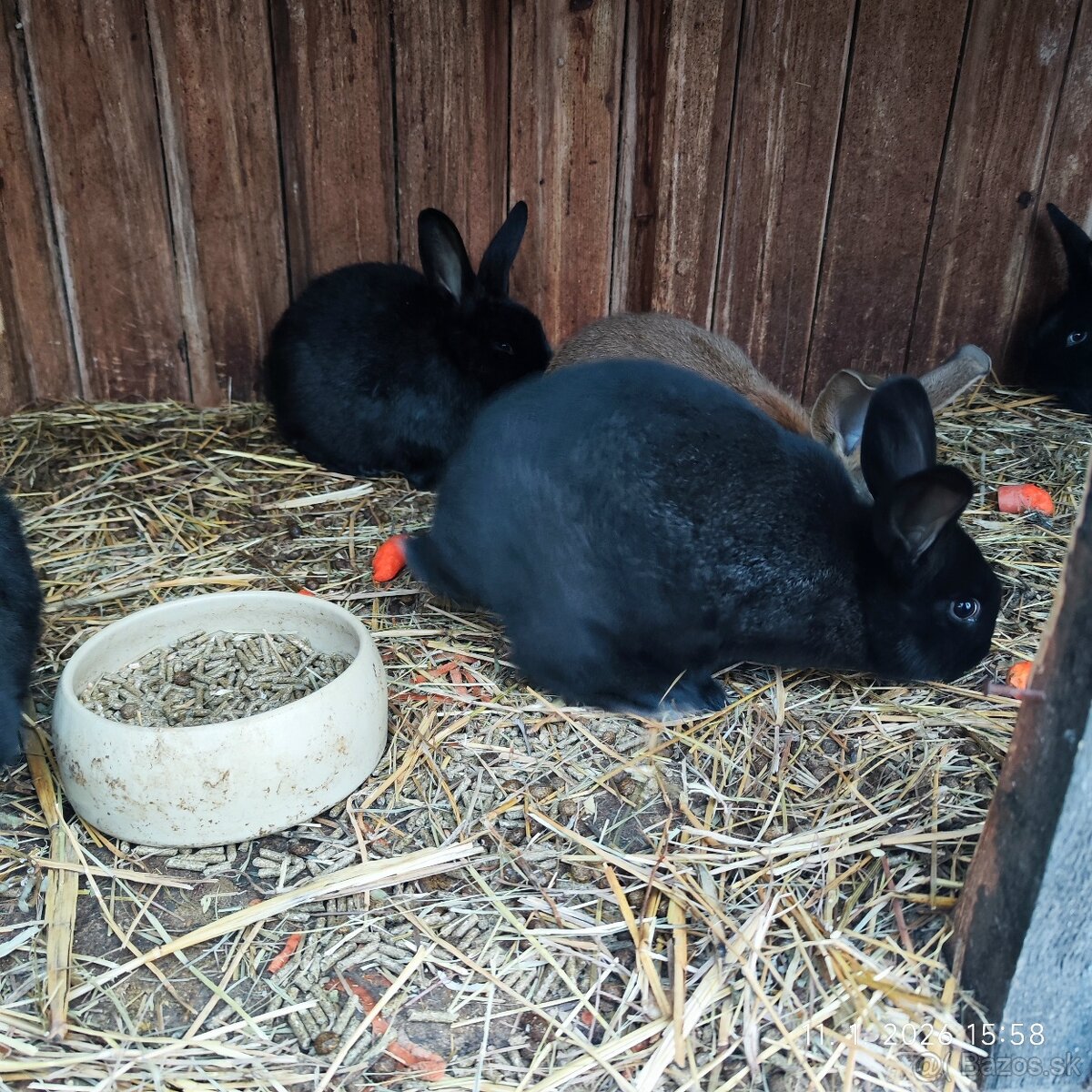 Králiky - 4