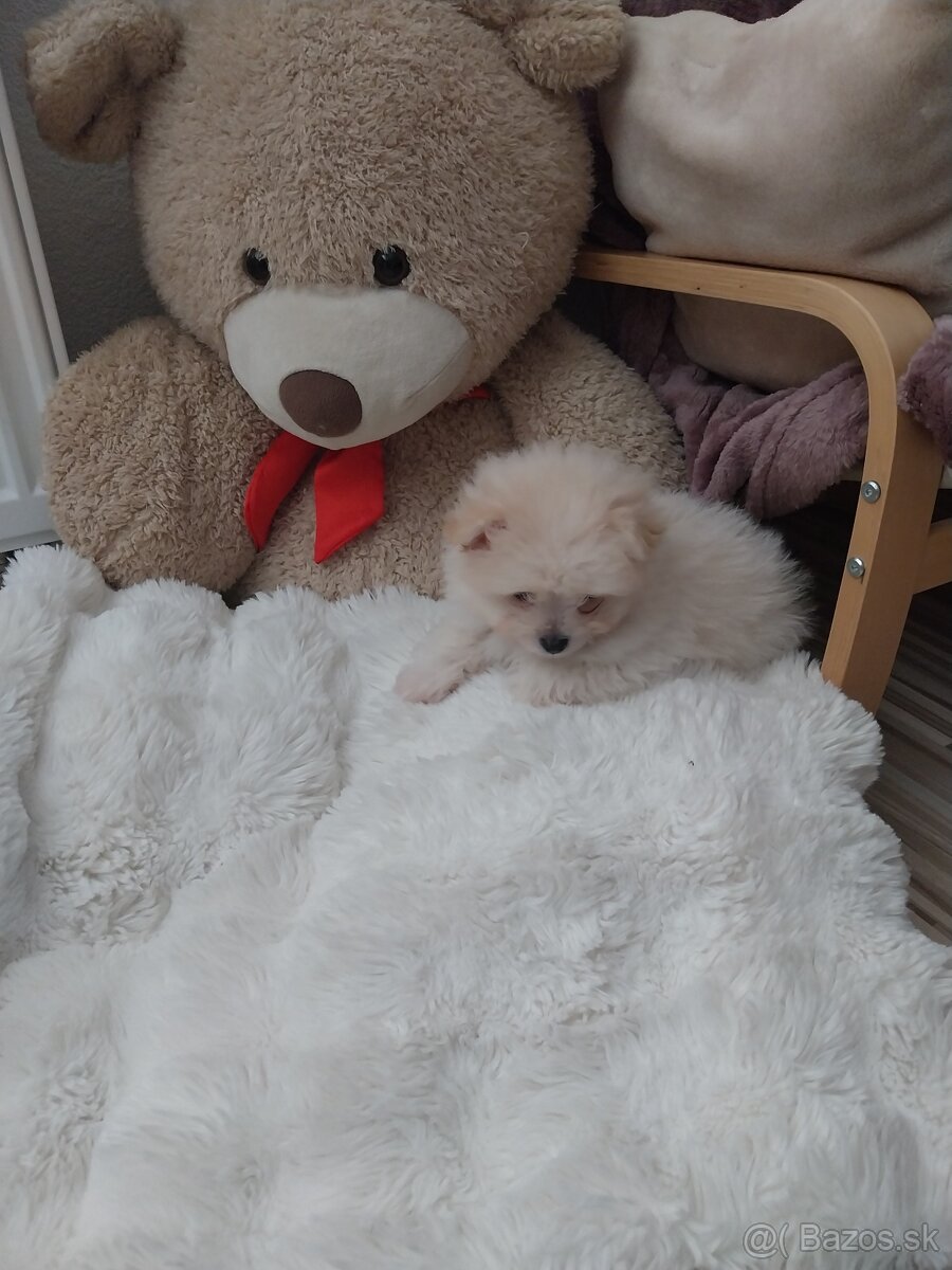 Pudel X Pomeranian - 4