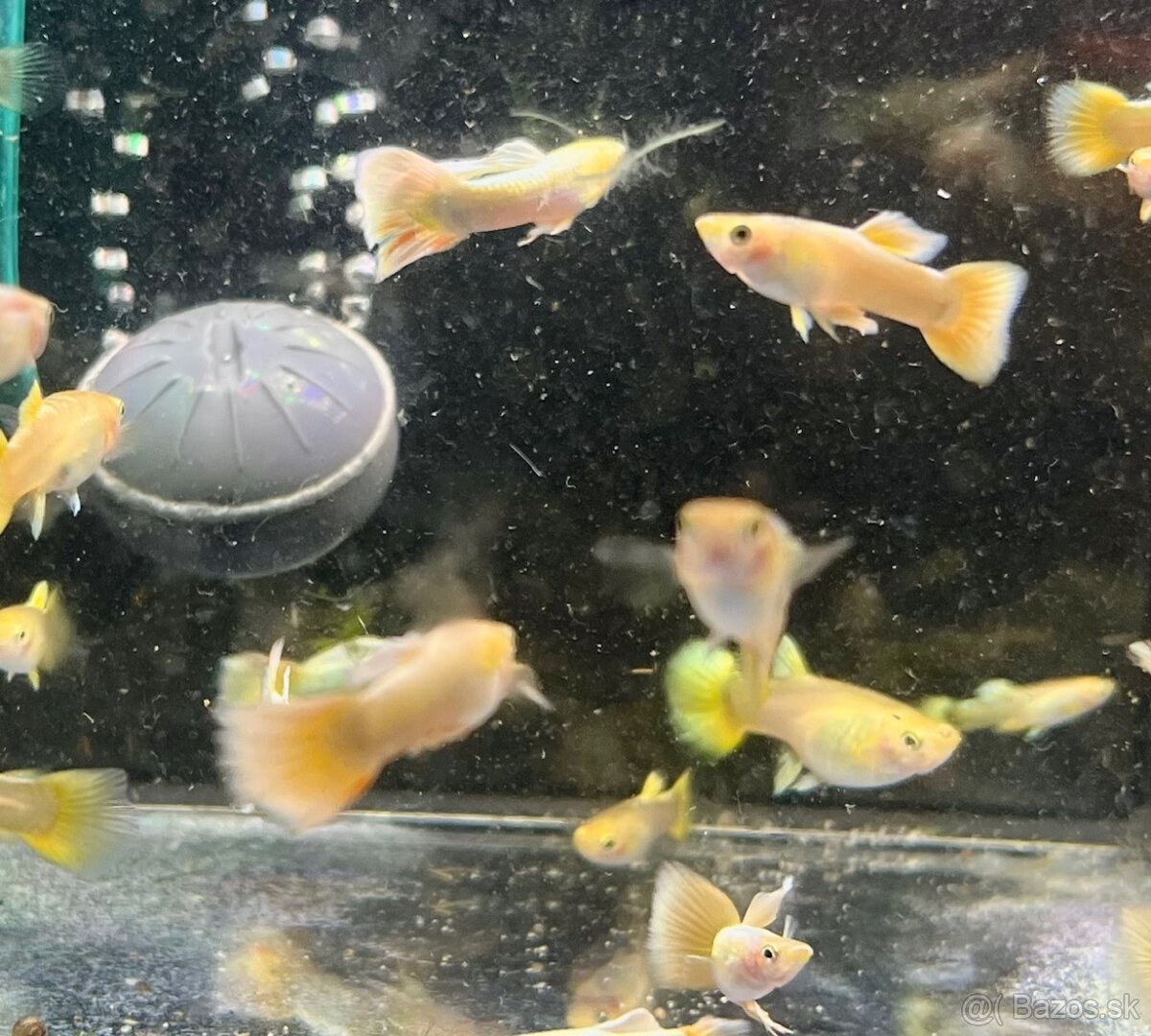 Guppy_čisté formy - 4