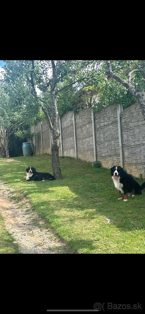 Salašnicky bernsky pes šteniatka - 4