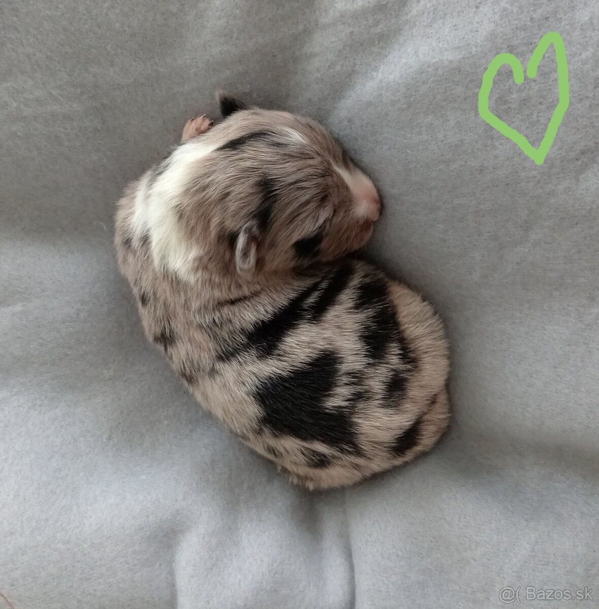 Border kólia s PP - 4